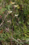 Smallflower fumewort